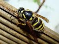 Fascinating World of Insects...