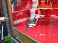 Christmas Kitten