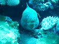 moray in IEisland