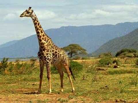 Mtoto Akililia Wembe Mtoto Akililia Wembe