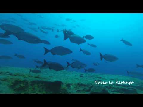 Vídeo de Buceo la Restinga, Agosto 2013