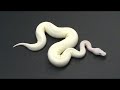 07 - Piebald Lesser Platty 07 - Piebald Lesser Platty