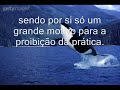 Salvem as baleias