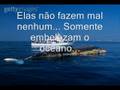 Salvem as baleias
