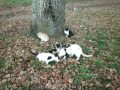 Голодные деревенские коты. Котлета.
