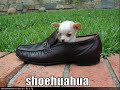 1 vERY fUNNY dOGS 9