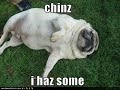 vERY fUNNY dOGS 9