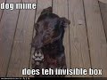 very funny dogs 9