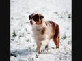 videos de Les loulous dans la neige!!