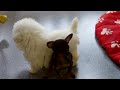 pincher toy e maltese toy