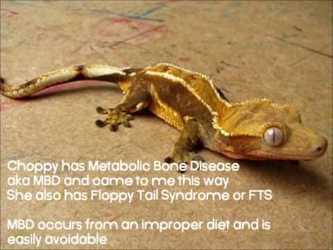 how to treat mbd in geckos