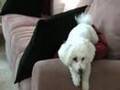 Bichon Frise playing to Gershwin's Walking the Dog
