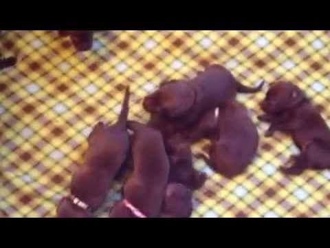 Chocolate lab puppies – day 19 11/22/12 Happy Thanksgiving!!