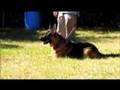 German Shepherd Protection Dog Boss