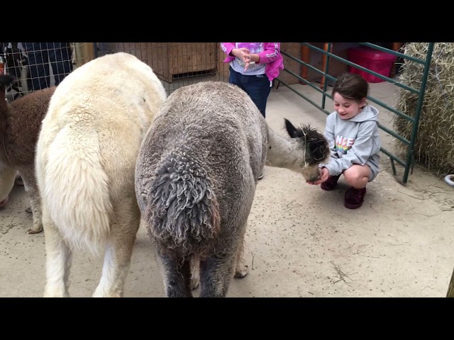 Private Alpaca Tours Suitable For All Ages ! in Activities & Groups in Kitchener / Waterloo