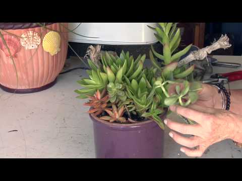 how to grow jade plant