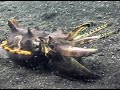 lembeh straits lembeh straits