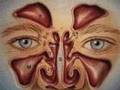 Nasal Anatomy New Jersey