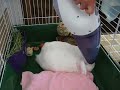 Bunny getting vacuumed Bunny getting vacuumed