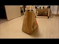 Playing cat inside the bag, Cute. thumbnail No.2