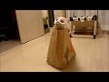 Playing cat inside the bag, Cute. thumbnail No.3