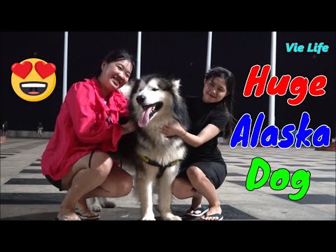 Chú Chó Alaska Khổng Lồ Đi Dạo Ngoài Cột Cờ Vũng Tàu Cùng Cô Chủ