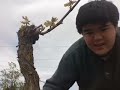 More at http://www.ovineyards.com

Ryan and Joe O'Connell explain the differences between Cordon Royat (Spur) and Guyot (Cane) pruning.  These are different methods to trim the vines back during the winter.  They affect the eventual growth and yield of the plants in unique ways.

Ryan and Joe explain why they are switching over to Cordon Royat at O'Vineyards.  

That loud noise is the very strong wind that is characteristic of the region.  I edited it down a little, and it sounds like we're underwater sometimes as a result.  I'll get a better mic one day, I promise!