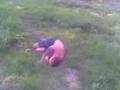 videos de bldsinn