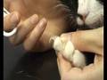 Trimming a cat's claws