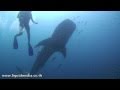 Big Fucking Shark - HD Underwater video footage, Koh Tao - Thailand