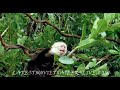 A group of scientists from New York City head to Borneo to find a rare flower called 'The Blood Orchid' that could grant longer life and make them billionaires. However when their boat goes over a waterfall, the group realize that a pack of Anacondas have got to the flower first and are even bigger and deadlier than ever... Director:Dwight H. Little Release Date:27 August 2004 (USA)