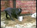 funny Dog (Labrador)