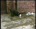 funny Dog (Labrador)
