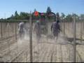 videos de Small Vines Vineyard wire 3 rows at a time