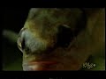 Baitfisher Mollusk