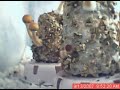 B+ time lapse
