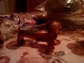 RANDOM VIDEO