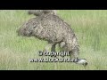 emoe - emu - dromaius novaehollandiae