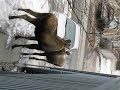 feeding the moose is a no no