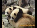 Panda Twin  ??????
