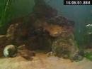 6 Shelldwellers and friends