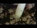 videos de Organic Matter power point movies.mov