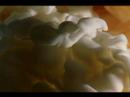 Visual Effects