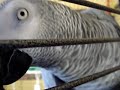Hanging Upside Down Crazy Talking mp3 African Grey Dusty