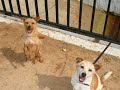 siempre contigo protectora de animales rota  cádiz 