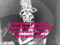 Siempre Contigo Protectora de animales Rota (Cádiz)