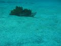 Futo moray eel