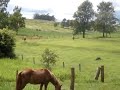 corrida de cavalo