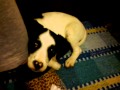 Cane singhiozzo
