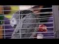 Britains Got Talent Season 3 Episode 2 P5